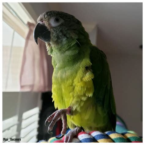 dusky headed conure for sale|More.